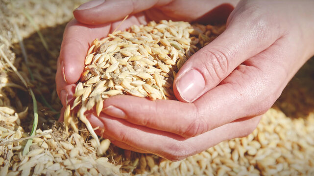Two hands cupped together holding a handful of freshly harvested wheat grains in up close view.