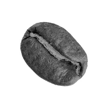 Ultra-Realistic Digital Vector Drawing of a Coffee Bean Incredible Details Highly Detailed