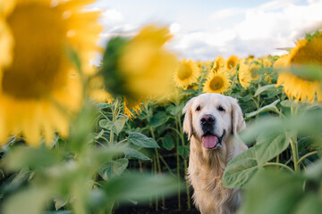 A golden retriever walks in the summer in a field of sunflowers. Pet supplies, animal feed and treats