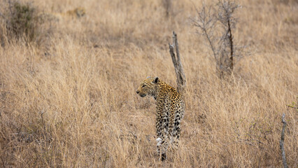 leopardess and her sub adult cub 