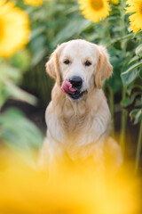 A golden retriever walks in the summer in a field of sunflowers. Pet supplies, animal feed and treats