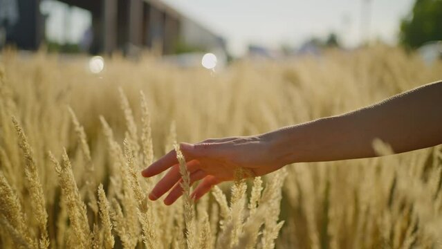 Steadicam shot: A woman's hand looks at the mature spikelets of yellow wheat at sunset. Beautiful highlights in the frame.