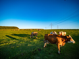 Kühe und Rinder grasen auf der Weide