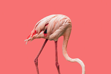 Pink flamingo in pink background
