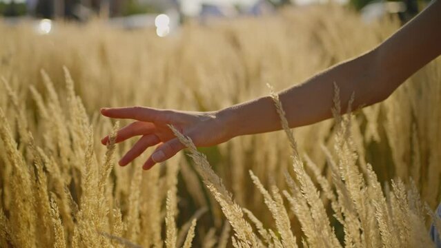 female hand touching a golden wheat ear in the wheat field. Young woman's hand moving through wheat field. girls hand touching wheat during sunset. Slow motion. 4k footage.