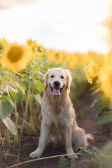 A golden retriever walks in the summer in a field of sunflowers. Pet supplies, animal feed and...