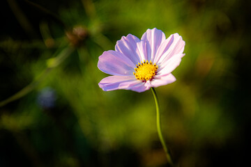Polny kwiat
