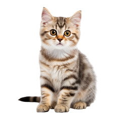 Cute kitten cat isolated on white background