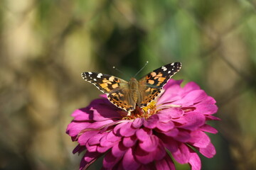 butterfly on flower