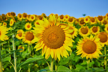Fototapeta premium Close up of sunflower seeds in center of yellow flower with field behind it and blue sky overhead