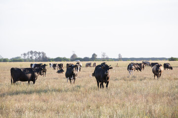 Great and amazing cattle of Argentina