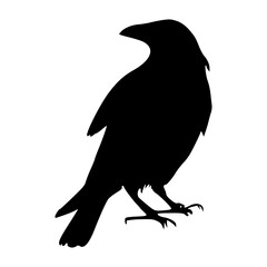 Obraz premium silhouette of a crow