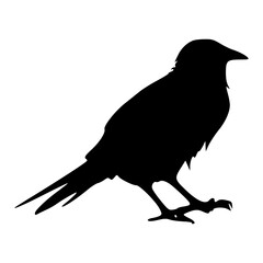 silhouette of a crow