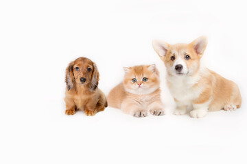 Fototapeta na wymiar Group of small kitten and puppies are on white background