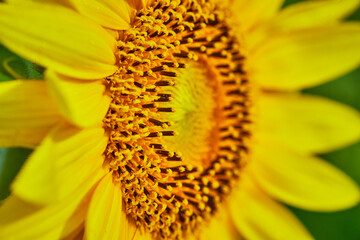 Close up view of sunflower seeds forming on center of yellow flower with bright blurry petals