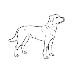 austrian pinscher vector sketch illustration