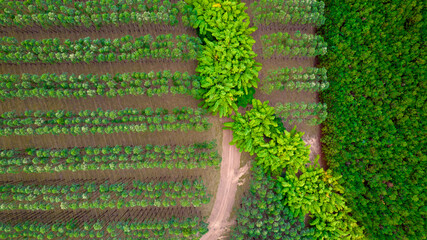 Planting rows of eucalyptus and soy trees on a farm in Brazil, São Paulo. Aerial view
