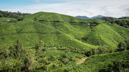 The landscape of Cameron Highlands in Malaysia