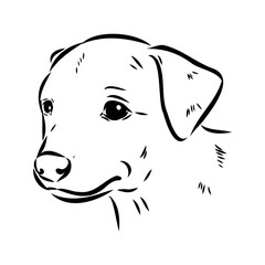 austrian pinscher vector sketch illustration