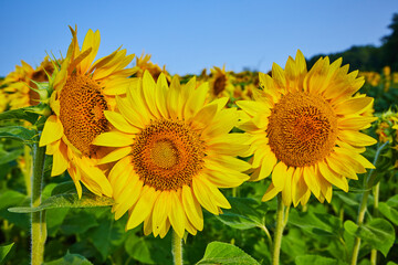 Obraz premium Close up of three yellow sunflowers in field with darkening seeds and blue sky overhead
