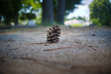 地面に落ちている一個の松ぼっくり