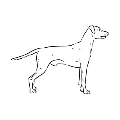 austrian pinscher vector sketch illustration