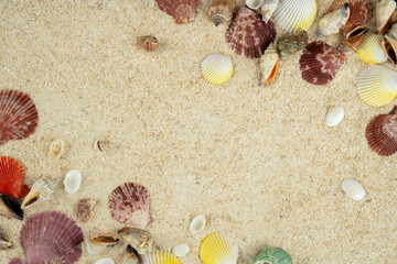 sea shells on sand frame copy space