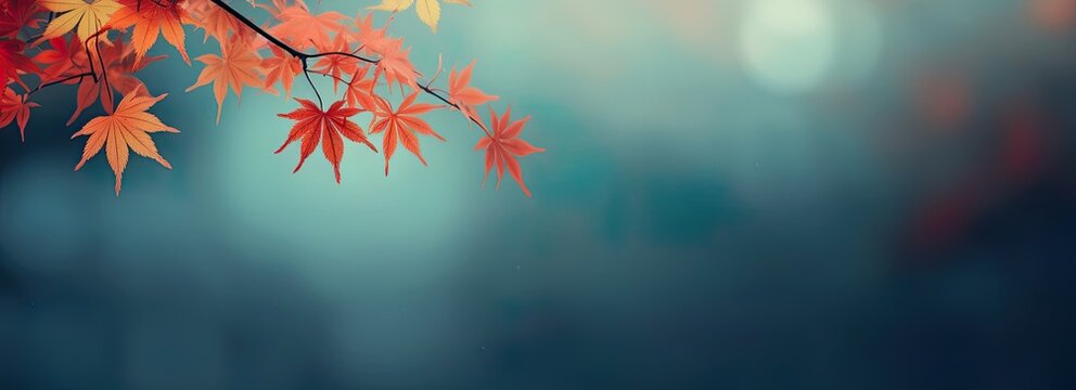 Orange Japanese maple autumn leaves on blue blurred background. Card, banner with copy space for fall greetings.