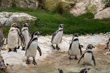 Zelfklevend Fotobehang group of penguins © klemen