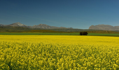Yellow canola fields with snowcapped mountains in the background