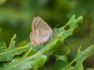 Purple Hairstreak Butterfly on a Oak Leaf