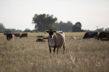 Great and amazing cattle of Argentina