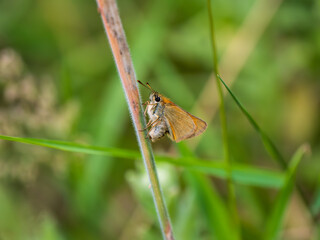Small Skipper Butterfly Laying an Egg on a Grass Stem