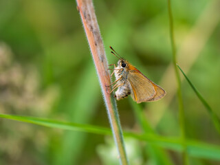 Small Skipper Butterfly Laying an Egg on a Grass Stem