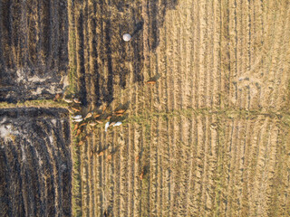 Traditional cow group eating straw in field aerial