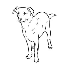 austrian pinscher vector sketch illustration