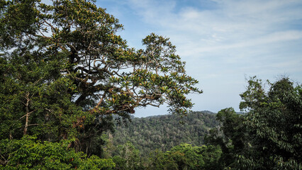 Fototapeta na wymiar The landscape of Penang Hill in Malaysia