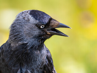 Close up of a Carrion Crow Head