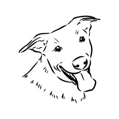 austrian pinscher vector sketch illustration
