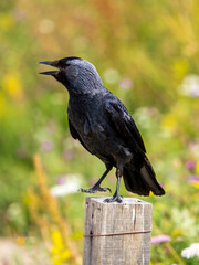 Close up of a Carrion Crow