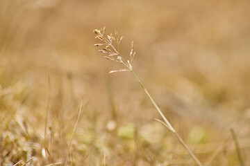 Fototapeta premium Flowers in summer