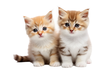 Cute small kittens on a white background studio shot PNG