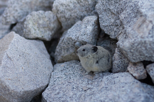 Close up of maus on granite stone on mountains rocky trail in Sierra Nevada in America