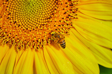 Macro of cute bee pollinating golden yellow sunflower