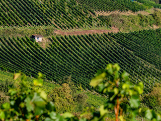 Weinberge im Herbst