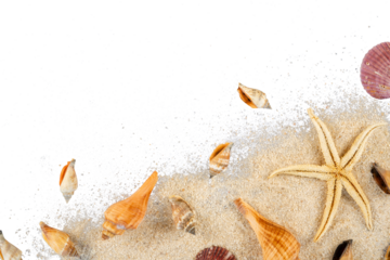shell on the beach sand