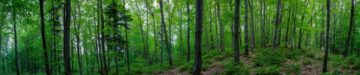 Panorama of dark green forest, gloomy light, forest in summer. - obrazy, fototapety, plakaty