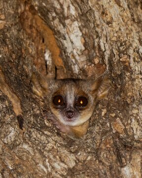 Gray mouse lemur (Microcebus murinus) in Kirindy Forest of Madagascar