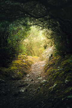 Tunnel in the Anaga forest Tenerife