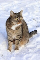 Cool crazy domestic cat in the snow